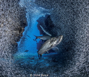 Fanning out for the feed - Tarpon with Silversides, Grand... by Nina Baxa 